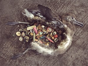 Anna_Plastic_Artikel